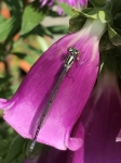 Libelle auf Fingerhut