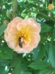 Bienenbesuch auf Rose
